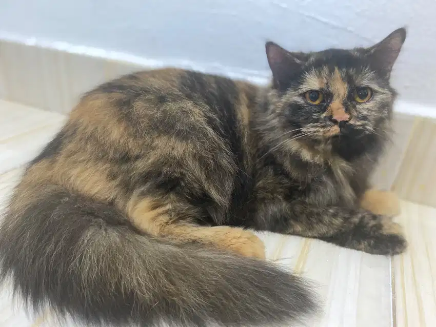 Lepas adopt kucing persia