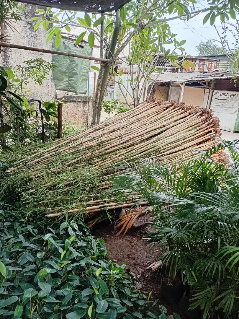 bambu jepang dan tanaman hias