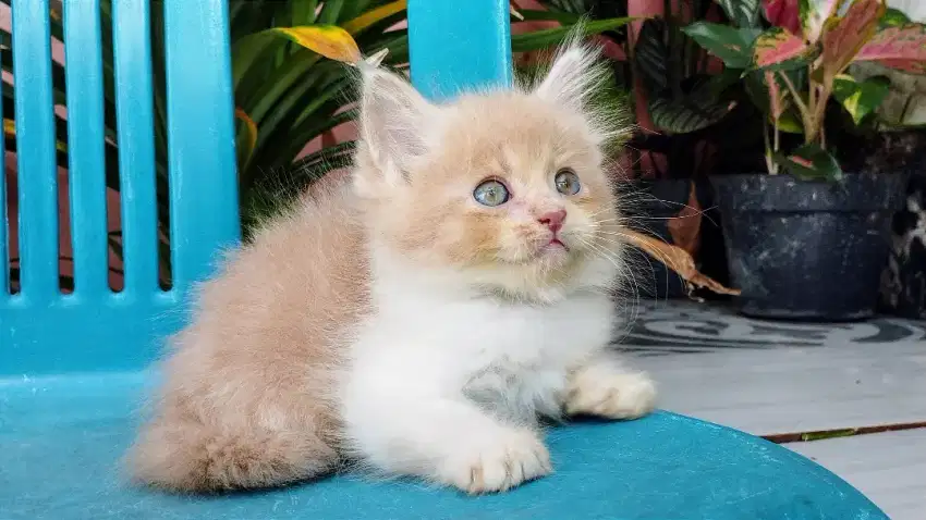 Kucing persia kitten