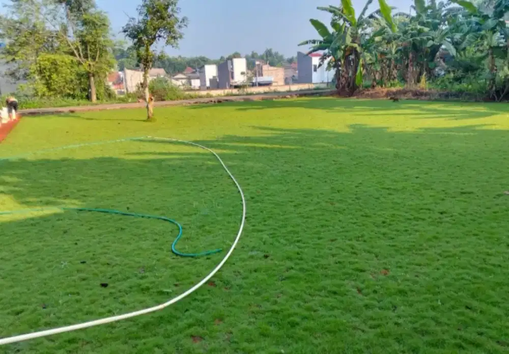 Jual rumput gajah mini.dan jasa pembuatan taman