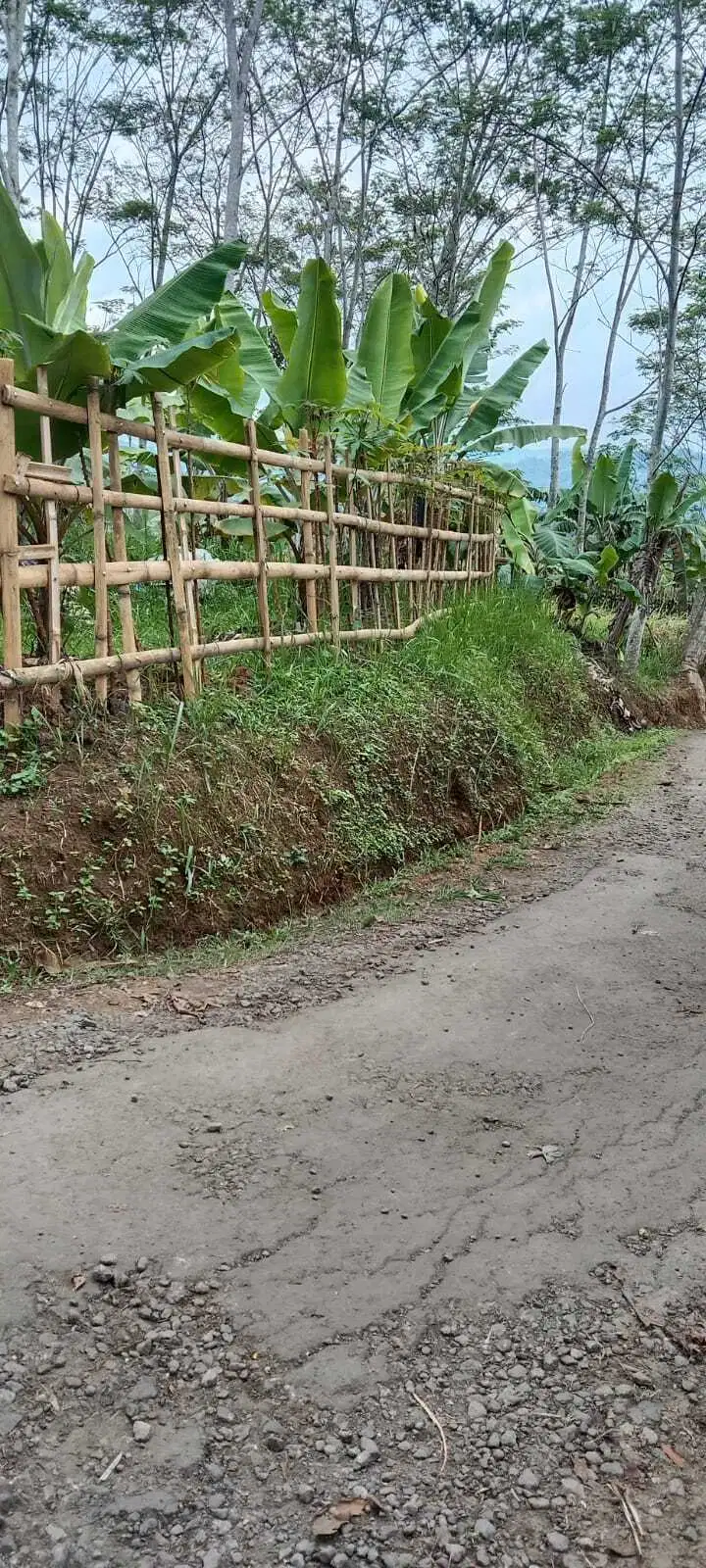 Tanah kebun piu pegunungan lepas