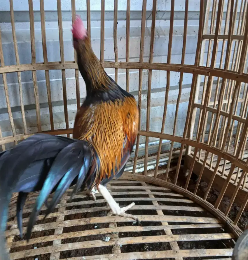 Ayam bekisar muda