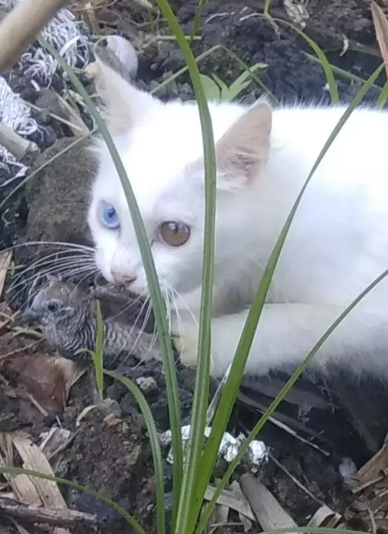Kucing odd eye jantan