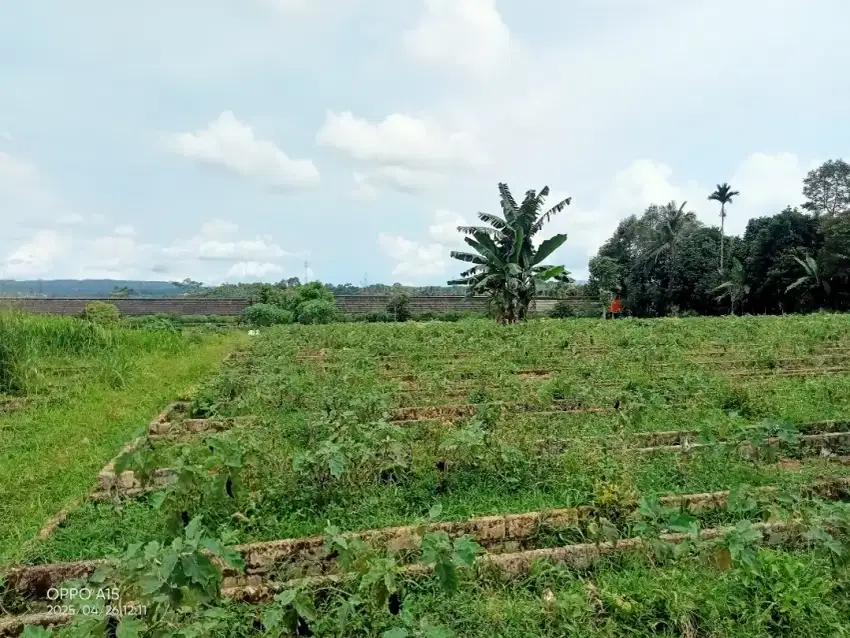 Dijual Kebun duren Cibalingbing