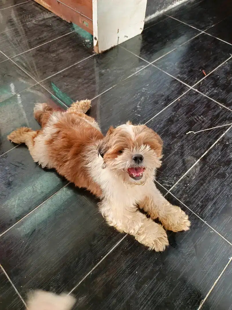Anjing Shihtzu dewasa