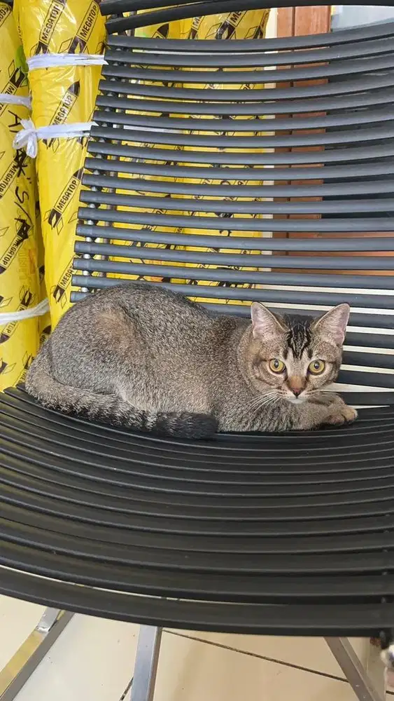 Adopt BSH golden x BSH Lilac