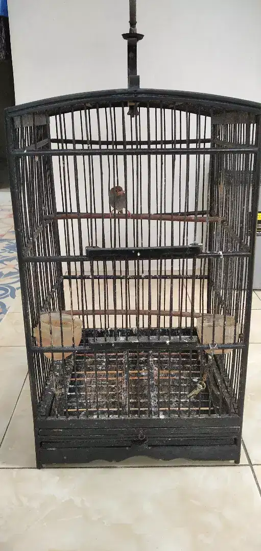 Burung prenjak jantan jinak