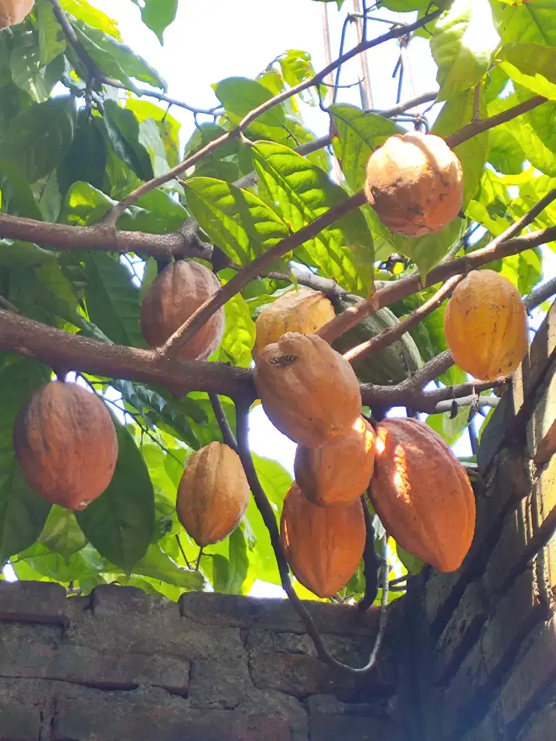 Buah Kakao Fresh (500g/1kg)