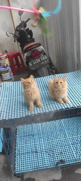 kitten persia asli 100% betina