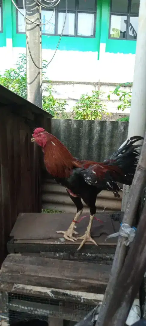 Ayam Bangkok minus kaki bengkok ukuran 5 umur 8 bulan