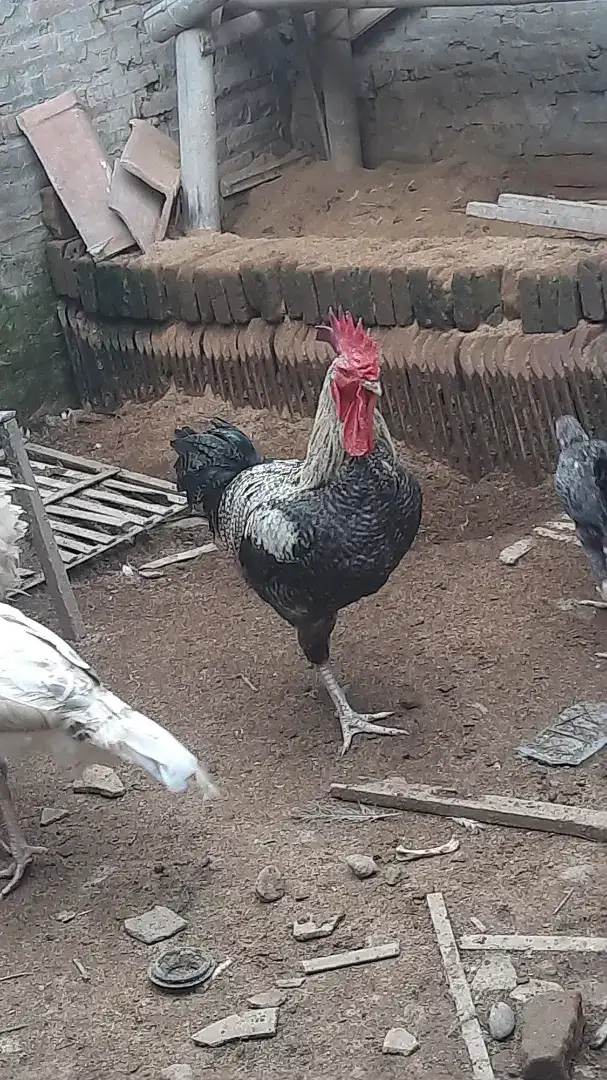 Ayam jantan baredrock
