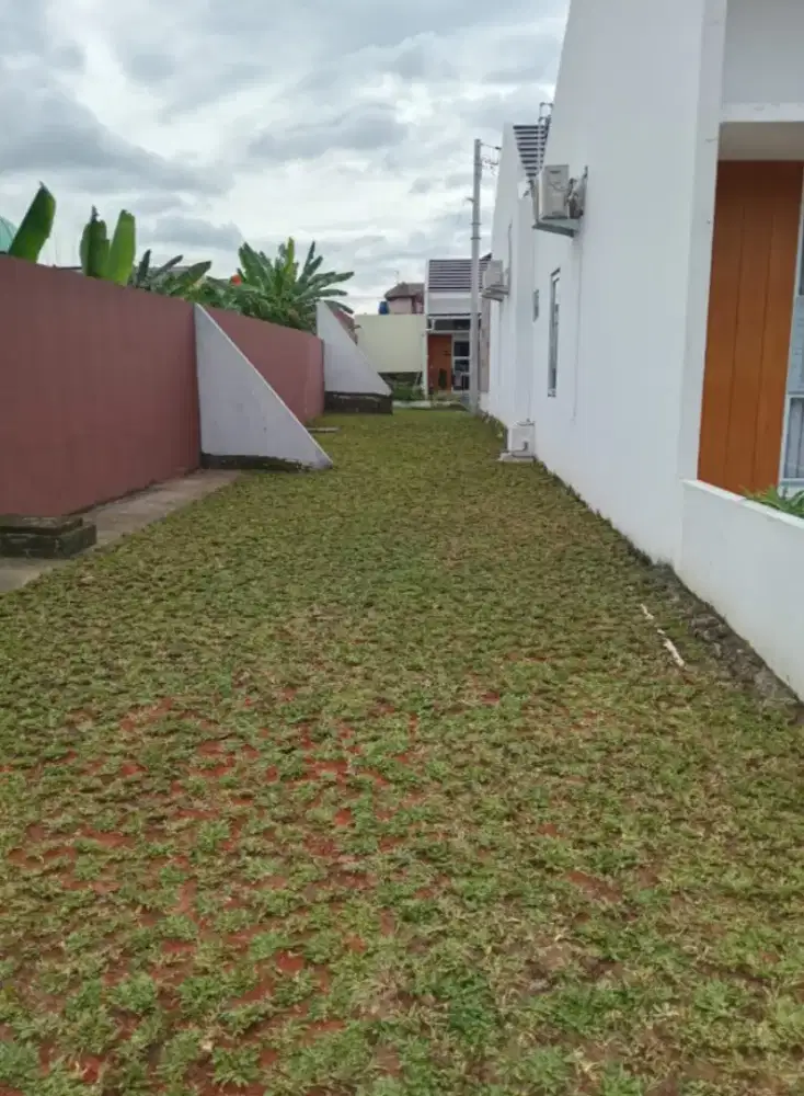 jual rumput gajah mini