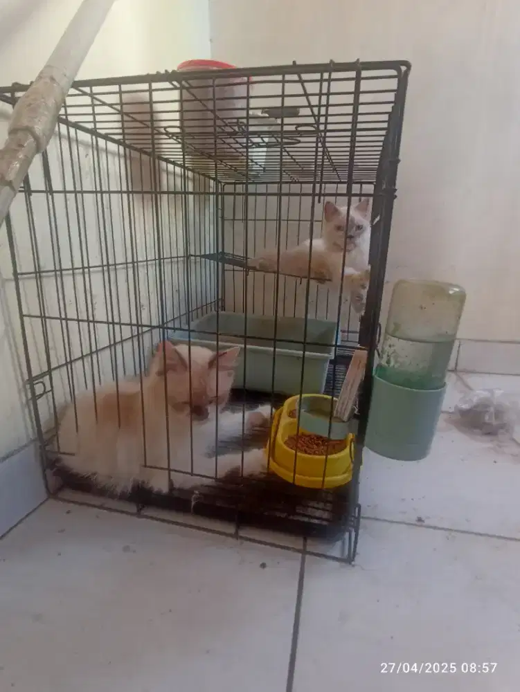 Adopt Kucing Ragdoll jantan dan himalaya betina