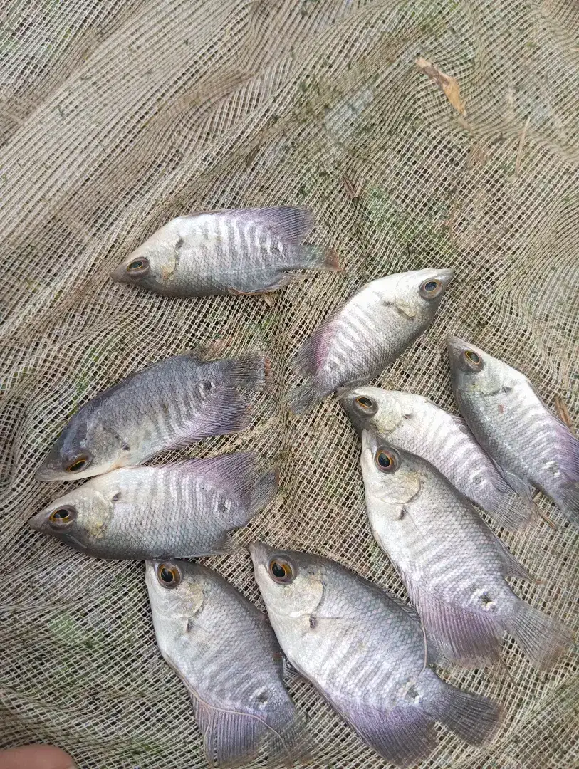 Jual bibit ikan gurame ukuran silet, ngorek, nyuper