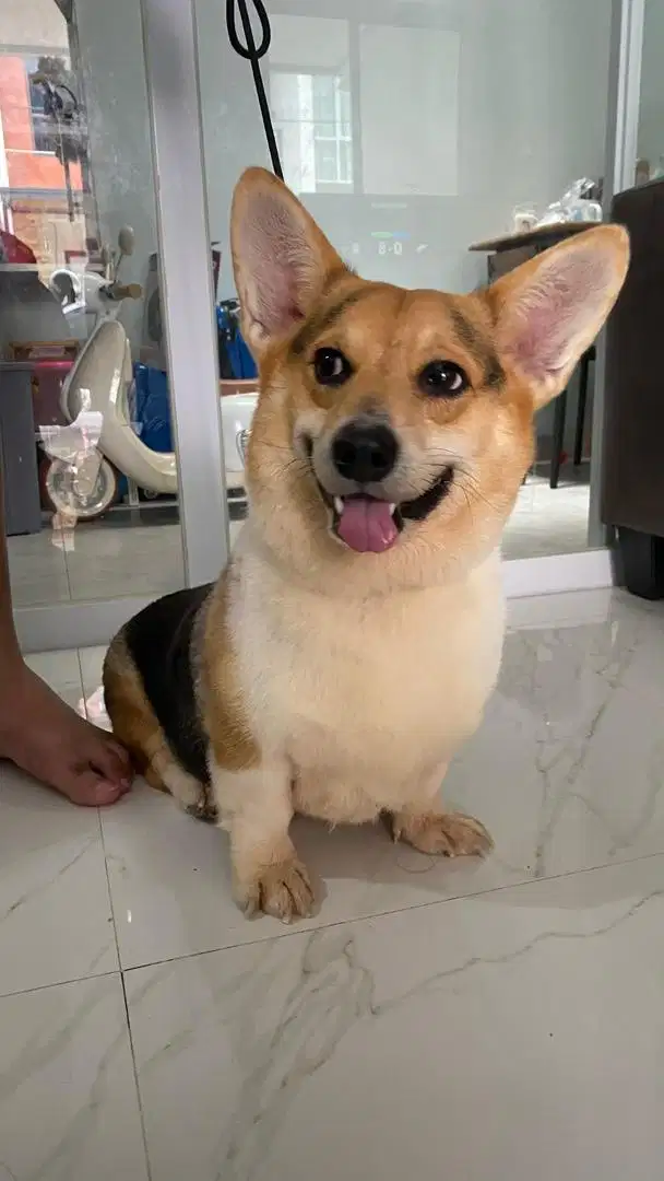 Corgie Jantan asli