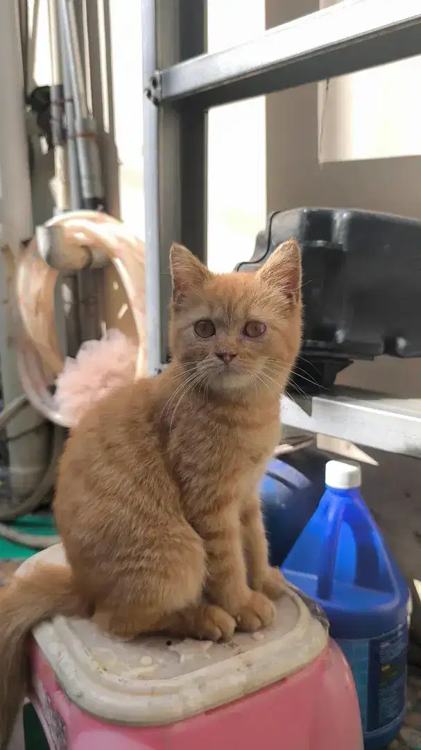 British Kitten Jantan