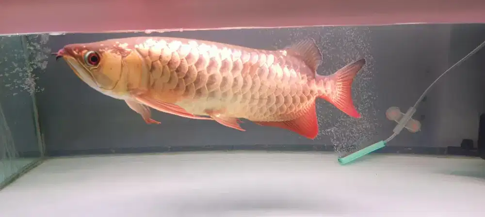 Ikan arwana golden red