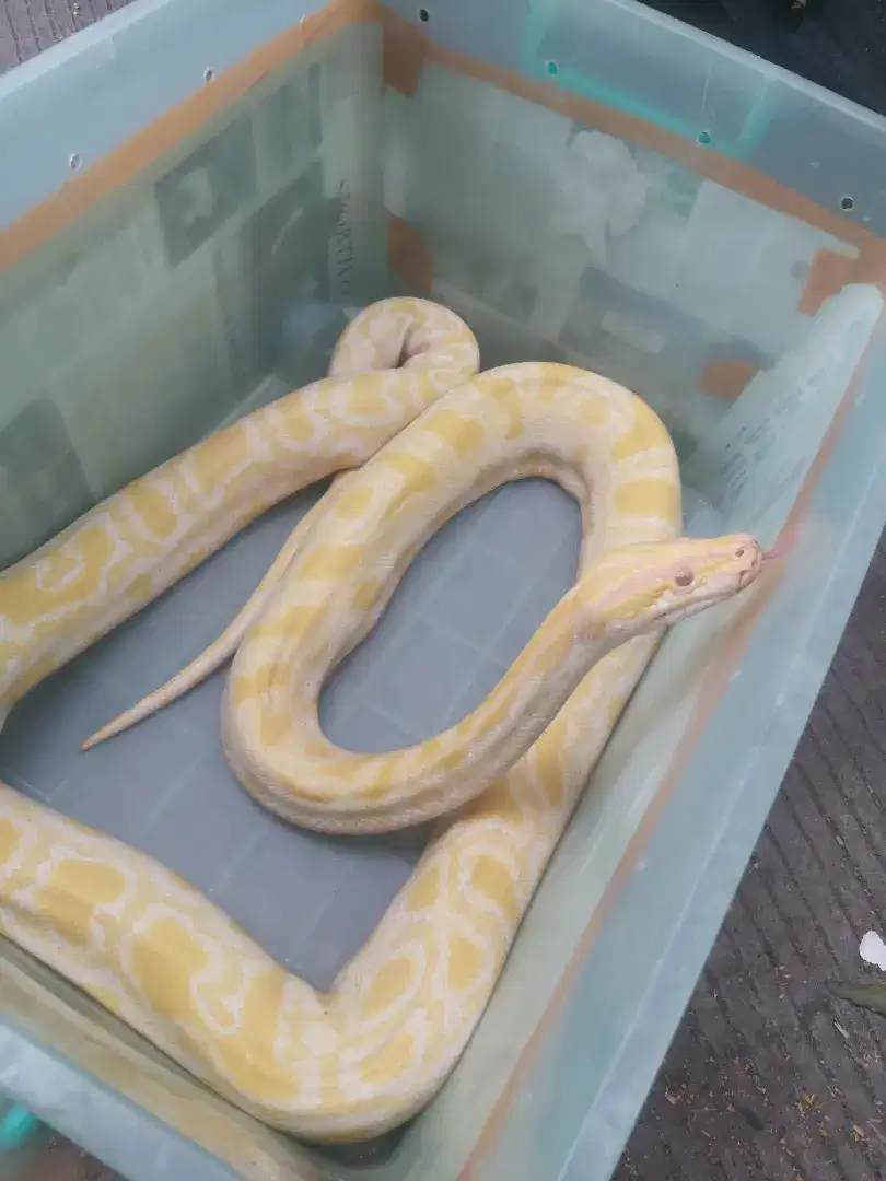 Albino kuning bercorak