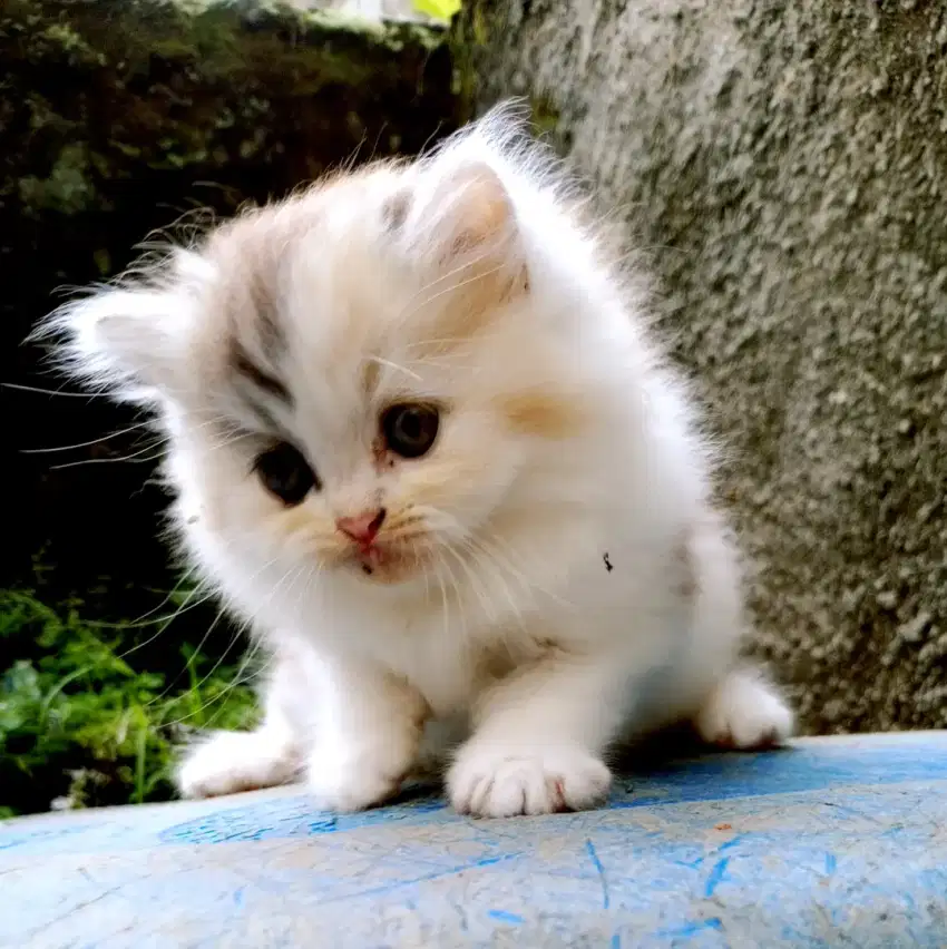 Bismillah lepas adopt kucing ragdol mix Persia
