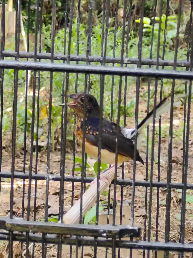 Murai trotol jantan wt ternakan ring no gembung trah Pegasus