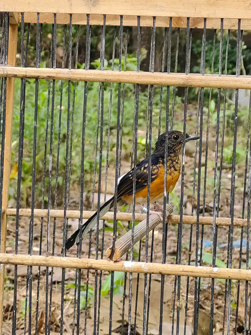 Murai trotol jantan wt ternakan ring no gembung trah Pegasus