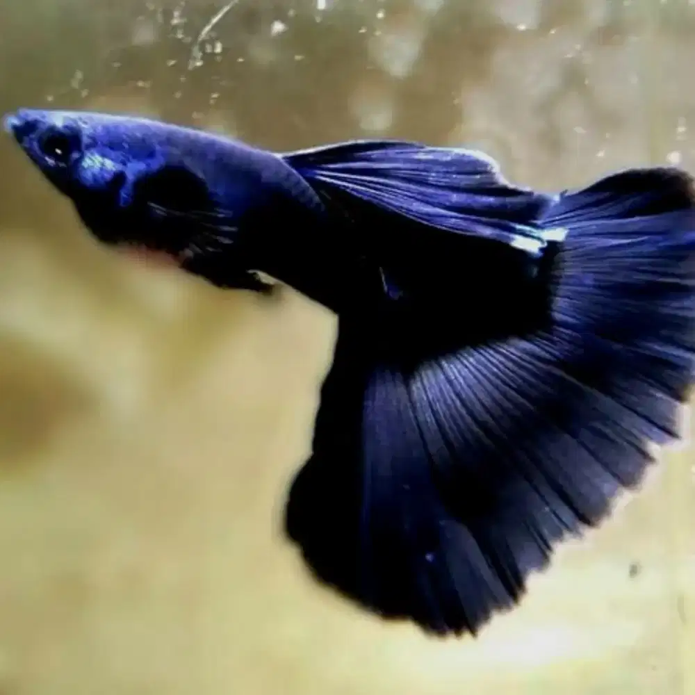 Ikan Guppy Black Moscow