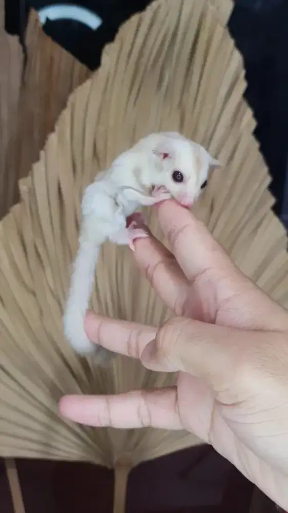 Sugarglider creamino betina 1,5 bulan