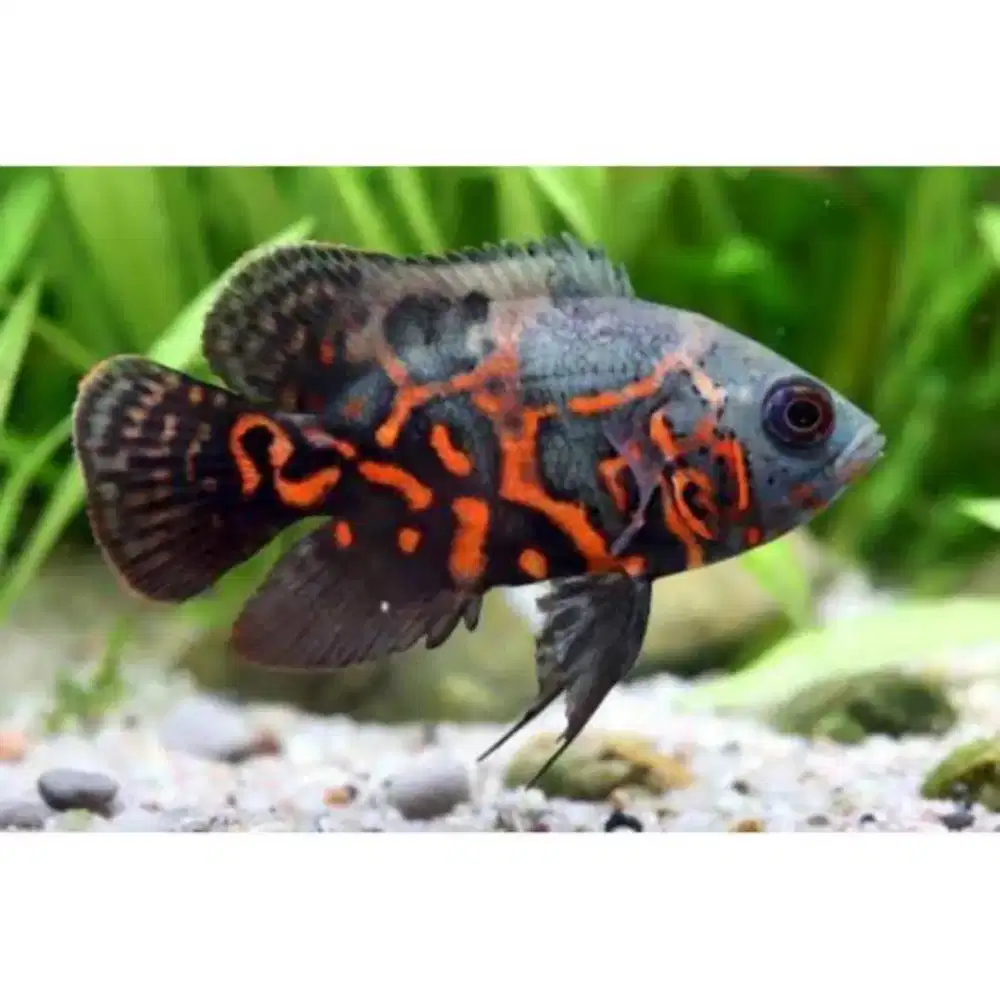 Ikan Oscar Leopard