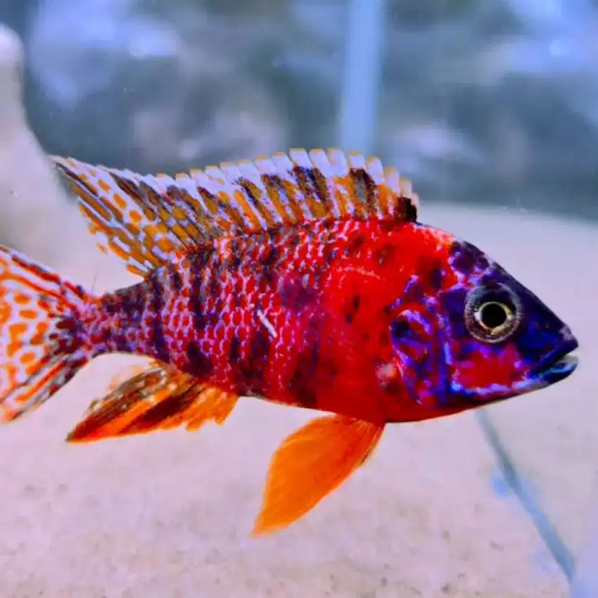 Ikan Cichlid Ob Peacock