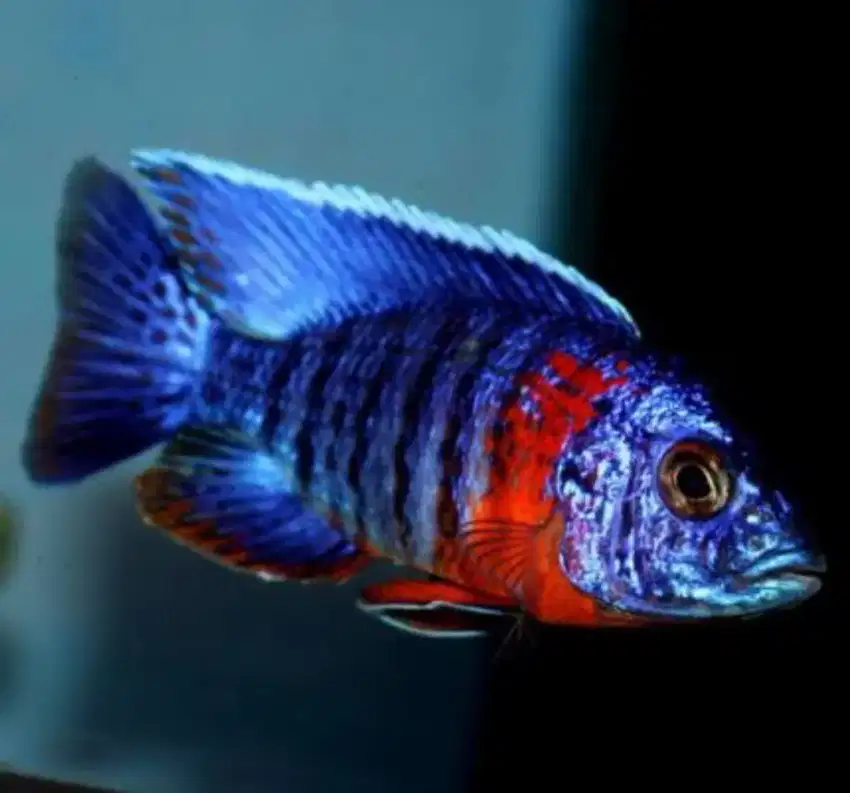 Ikan cichlid Red Flush