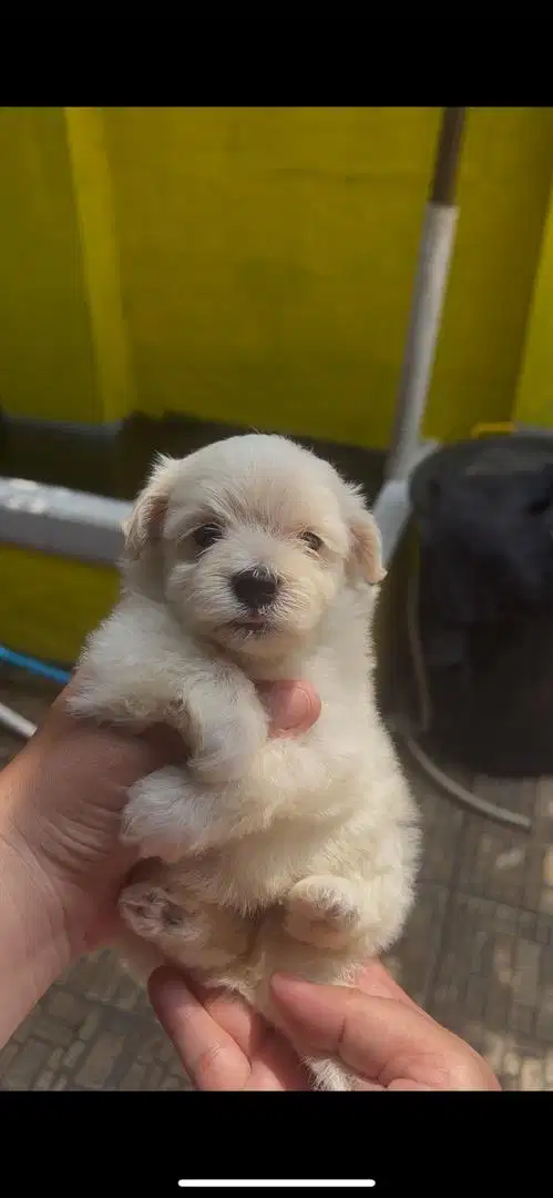 Anak anjing maltese puppy