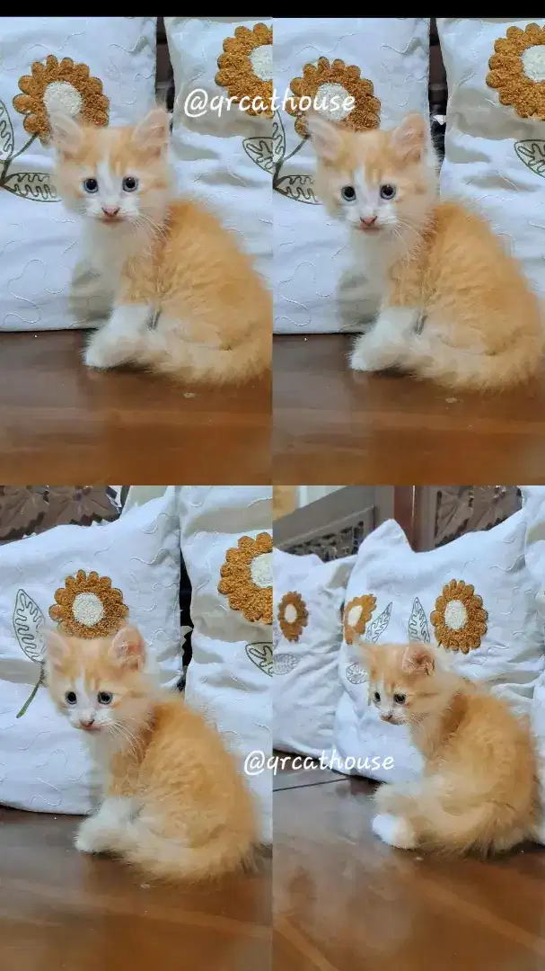 KUCING KITTEN NS MUNCHKIN JANTAN