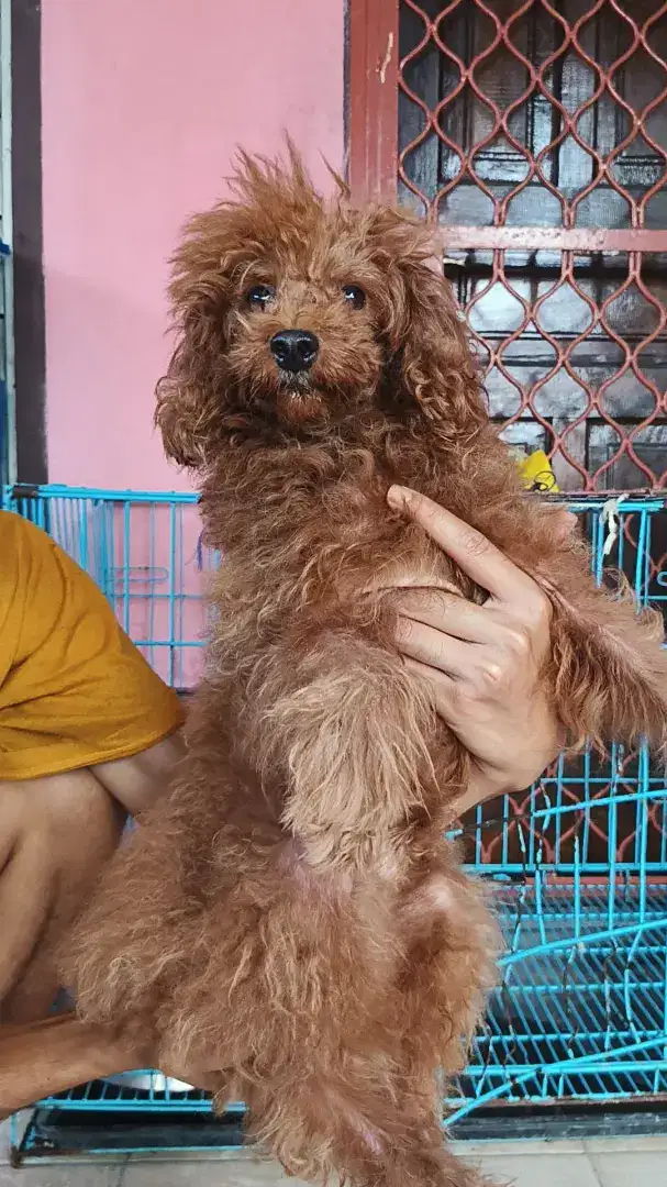 Open adopsi poodle