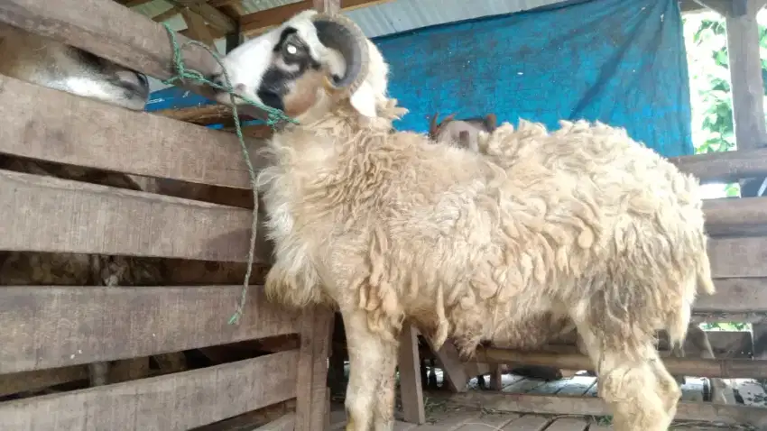 Hewan Qurban Kambing, Domba dan Sapi