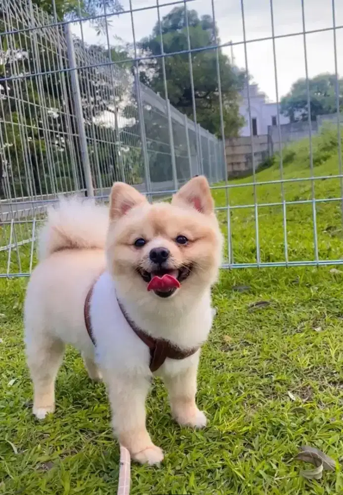 GROOMING PANGGILAN TERMURAH