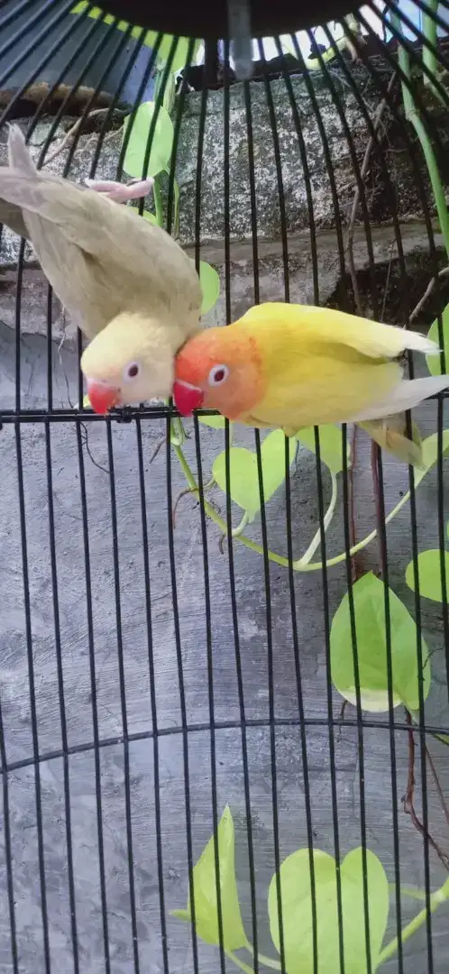 Lovebird biola Aqua pf x Pf gren