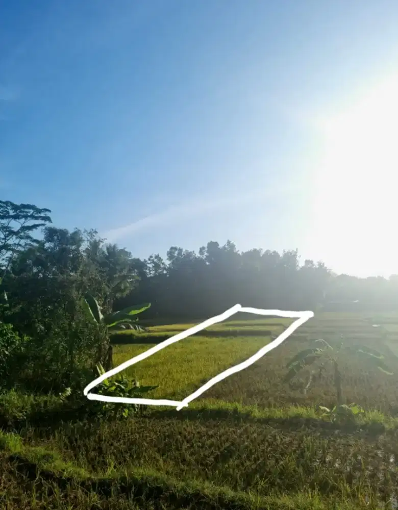 Dijual Sawah Luas 1.310 M² SHM Argorejo, Sedayu