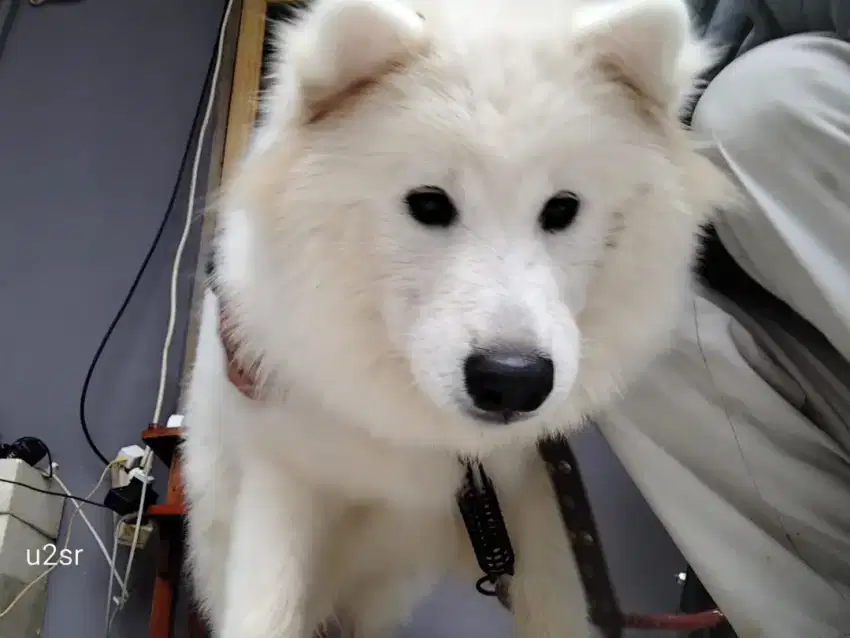 Samoyed usia 8bulan