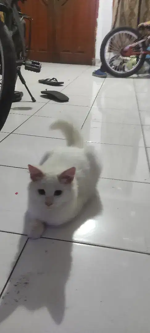 Lepas apdosi Kucing