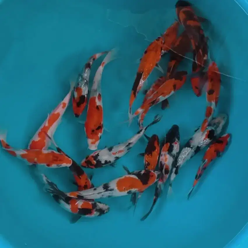 Ikan koi size 15cm sampai 18cm