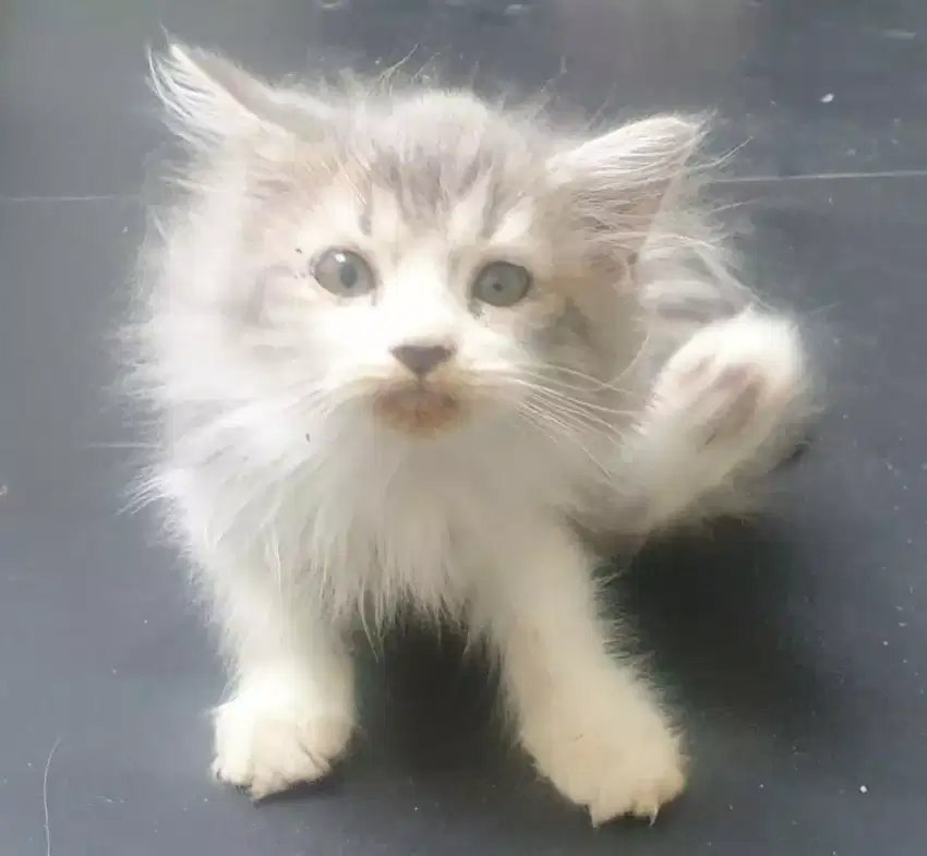 Kitten persia usia 3 bln