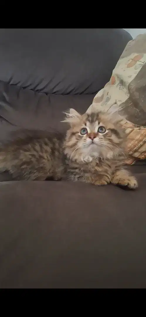 Kitten munchkin rughugger jantan