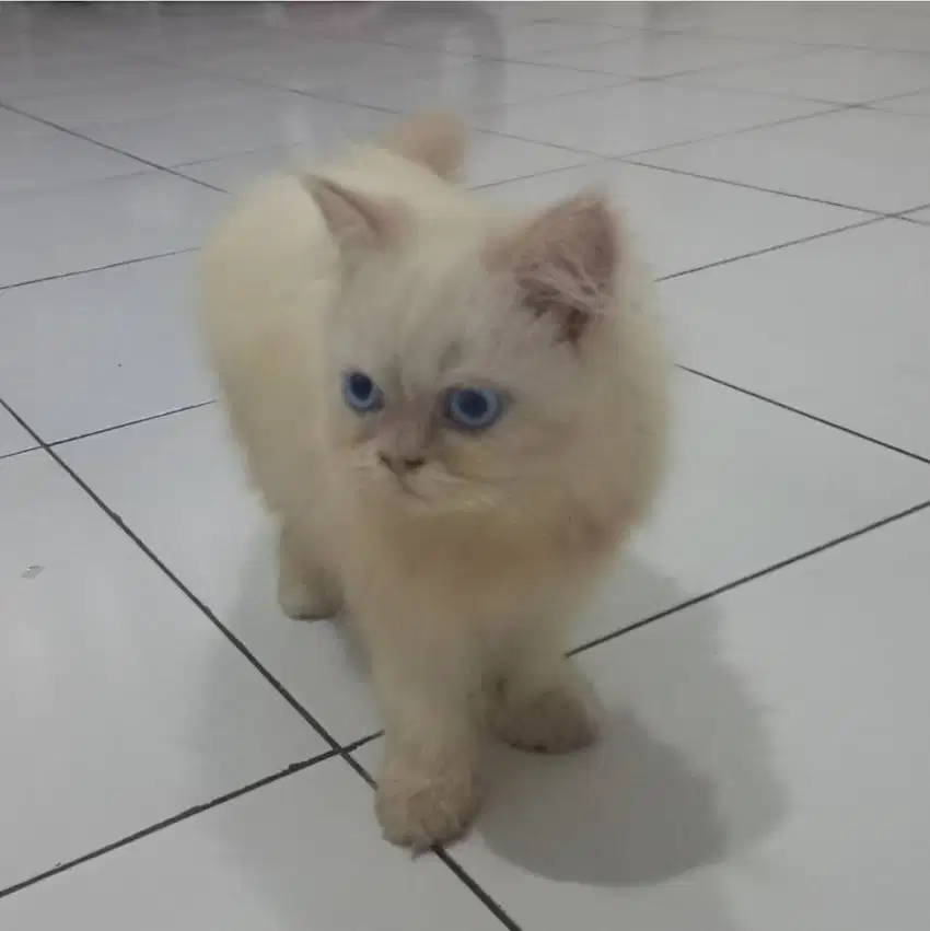 KUCING KITTEN PERSIA / HIMALAYAN