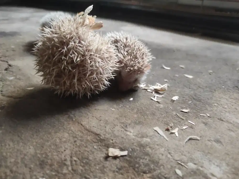 Landak mini/hoglet