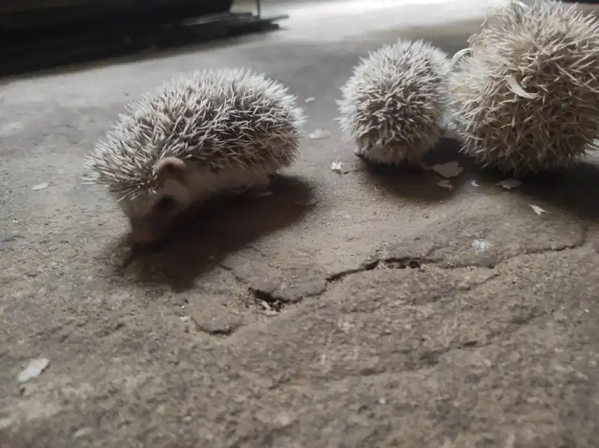 Landak mini/hoglet