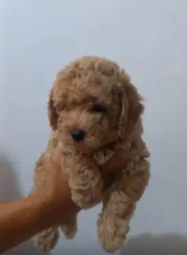 anak anjing poodle tiny betina sertifikat+vaksin