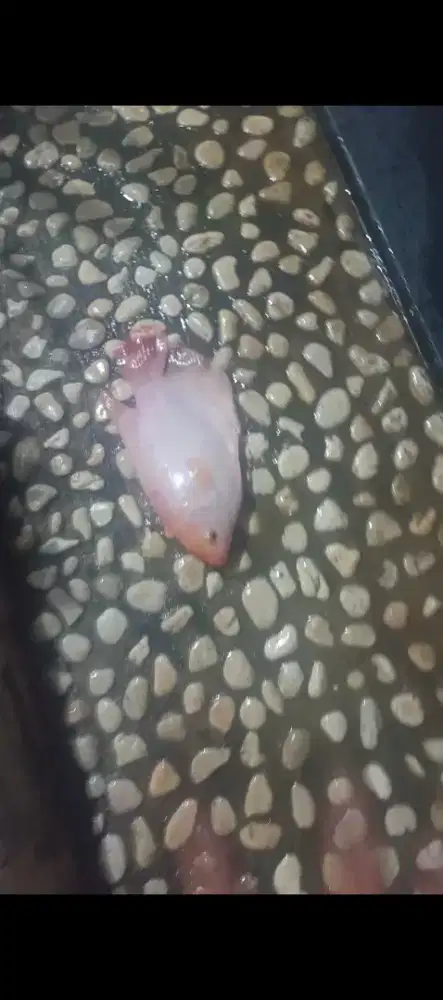 Ikan gurame padang size 5 jarian