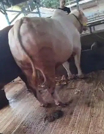 sapi ganteng 950kiloan ganteng putih bersih siap qurban 2025 jamin top