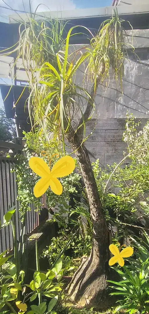 Pohon Palem / palm Nolina Meksiko