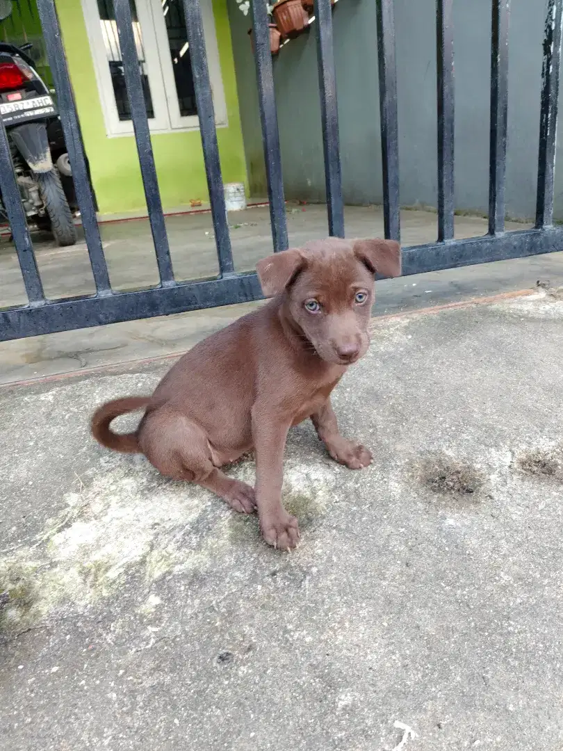 Jual anjing kampung  Net150.000